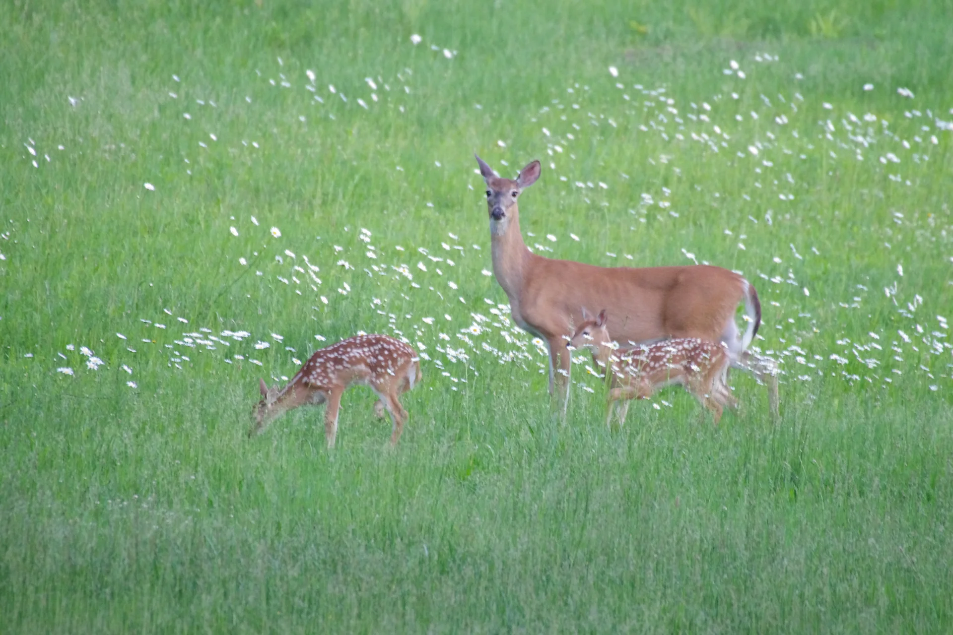 Deer with fawns in the greenery