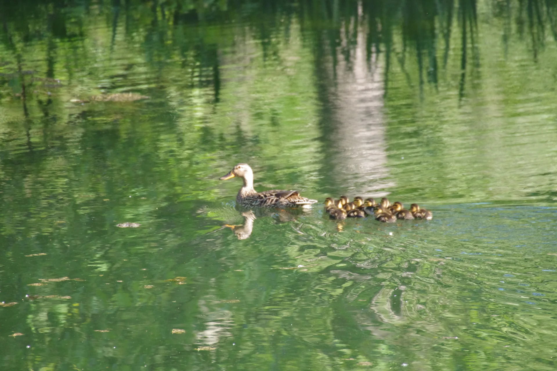 A duck and ducklings gliding across green water
