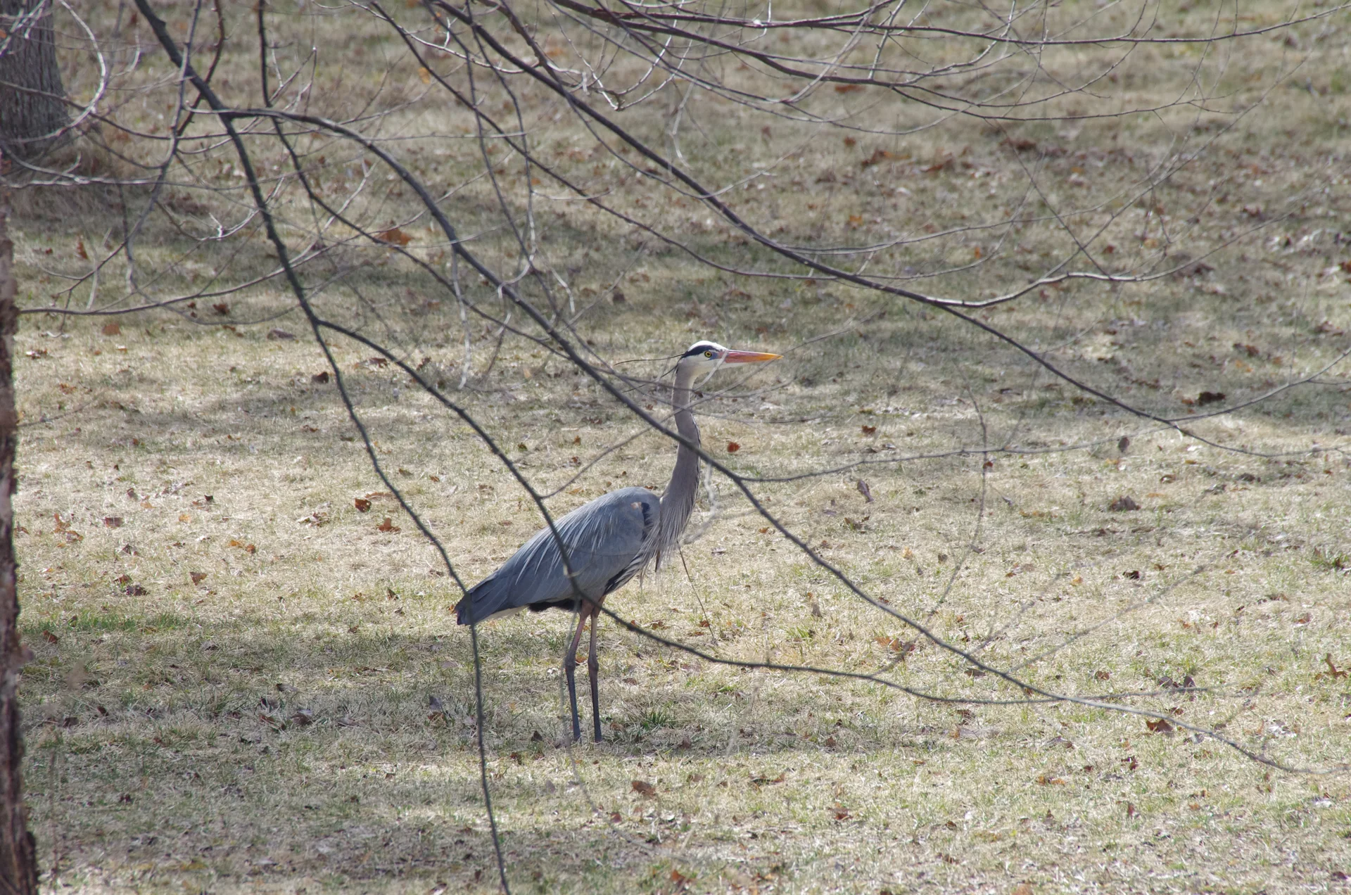 Heron standing on the grounds