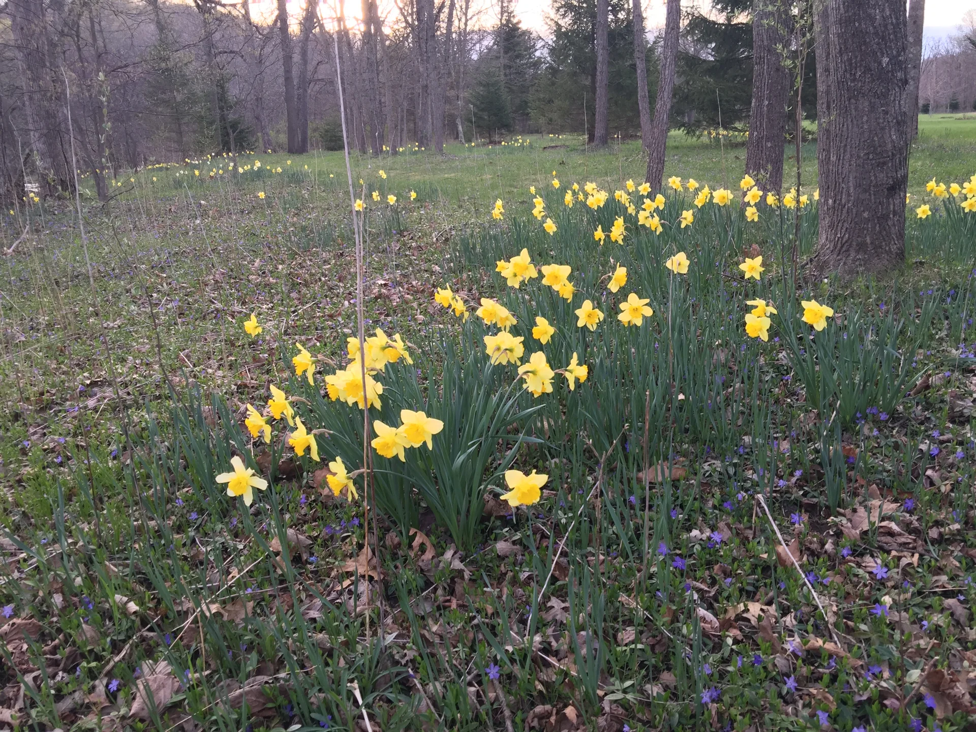 Yellow daffodils blooming among the trees