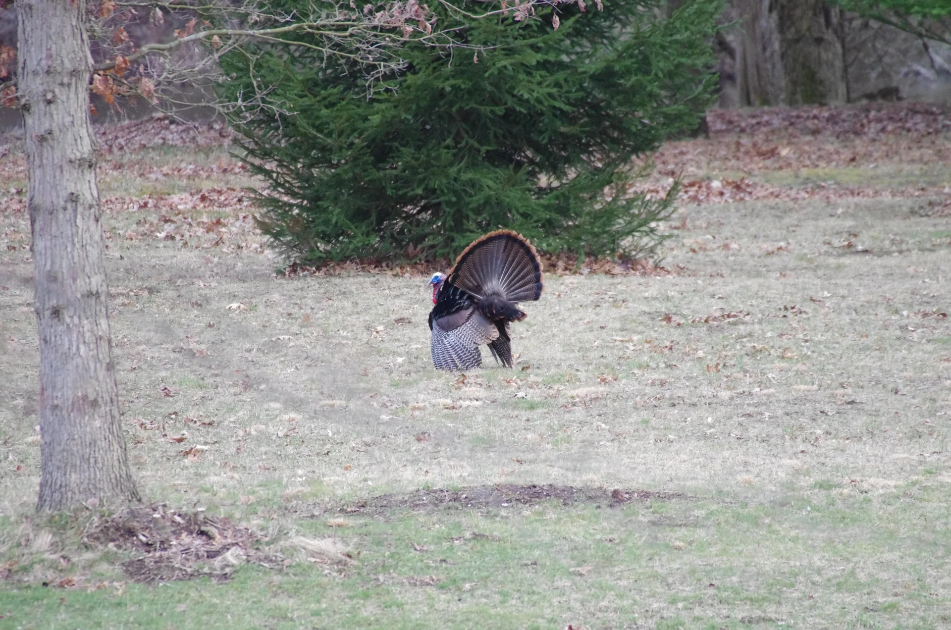 Wild turkey with its tail fanned
