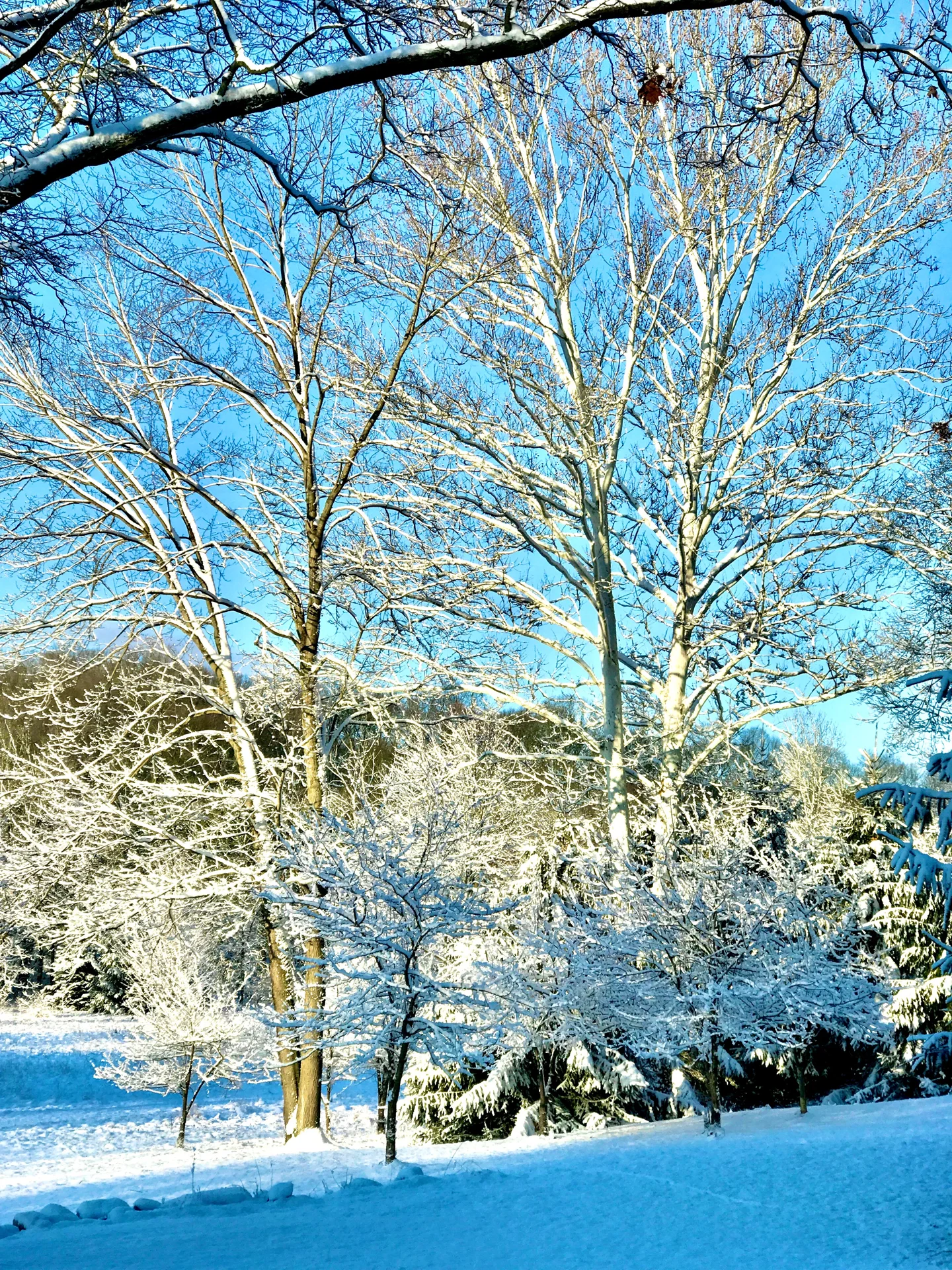 Trees covered in snow beneath a blue winter sky